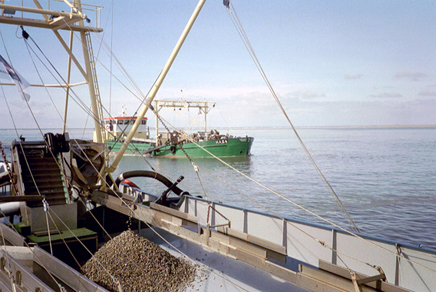 Schelpenwinning in de Noordzee