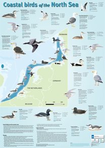Coastal birds of the North Sea