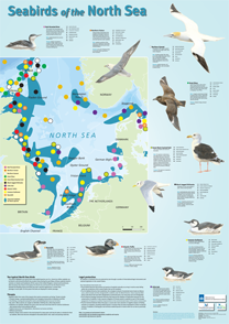 Seabirds of the North Sea