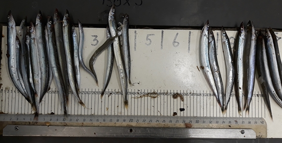 3.1 Sand eel on measuring bord