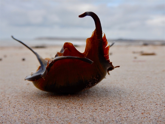 4.3 Ray egg on beach