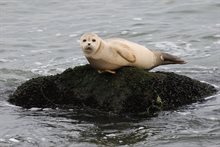 Jonge Gewone Zeehond