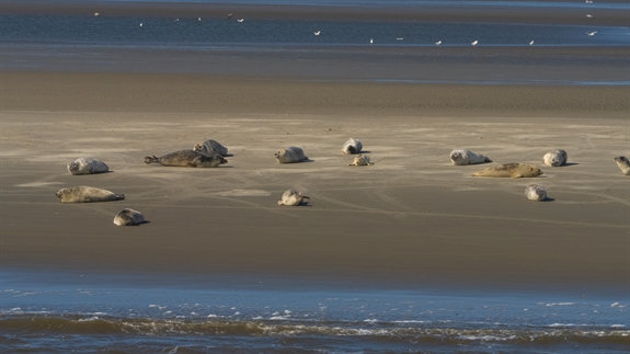 Gewone zeehond - Phoca vitulina ©Dutch Maritime Productions