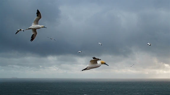 Copyright DMP - Vogels - Jan van Gent - Morus bassanus - 002_© Dutch Maritime Productions