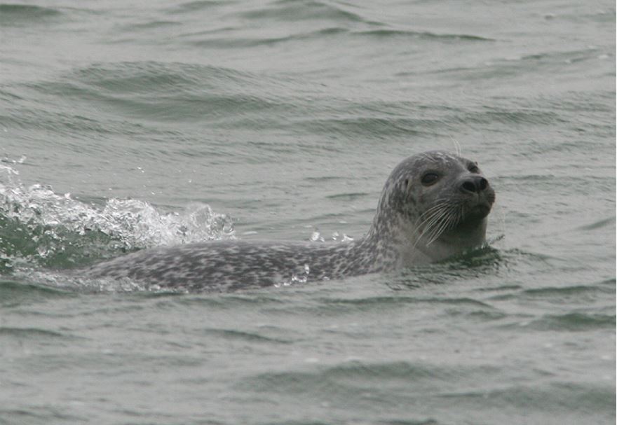 Gewone Zeehond