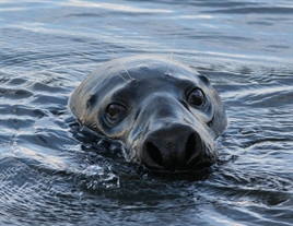 Grijze Zeehond