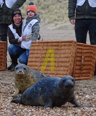 Marlies de Krauw A Seal