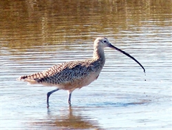 bird-long-billed-curlew-725x544