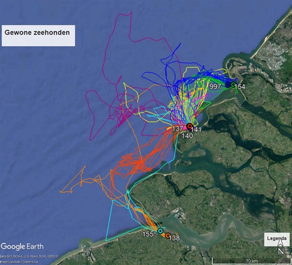 3. zeehonden taggen gps beeld 1