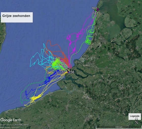 3. zeehonden taggen gps beeld 2