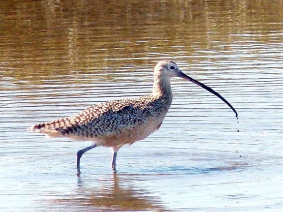 bird-long-billed-curlew-725x544