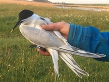 5.1 Sandwich Tern