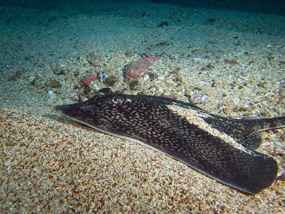 4.1 Thornback ray