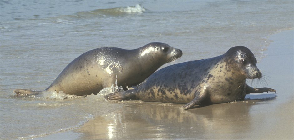 zeehonden