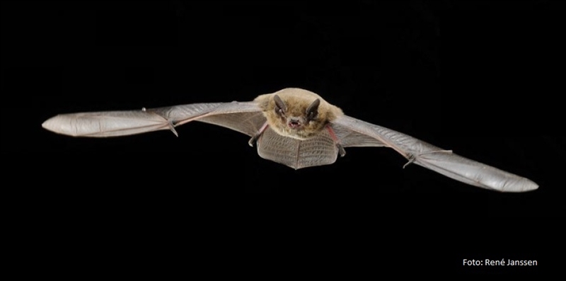 Bat in flight