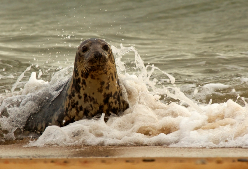 Zeehond