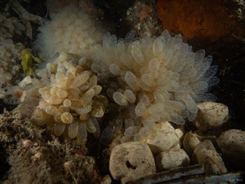 Dwergpuilinktvis-eieren op een wrak in de Noorzeekustzone