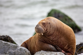 Walrus zonnend op de stenen