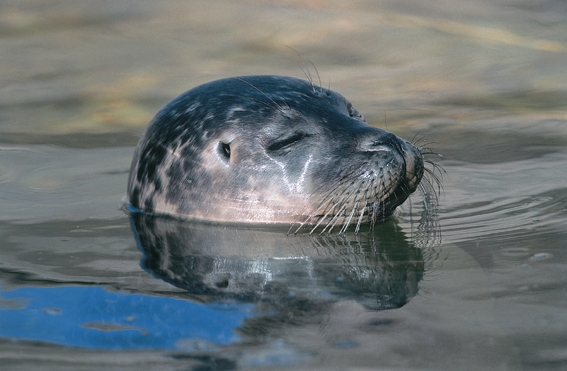 zeehond