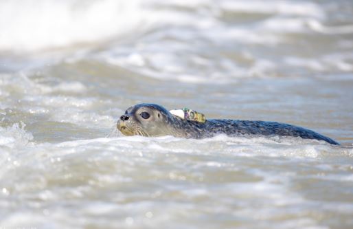 Gezenderde zeehond