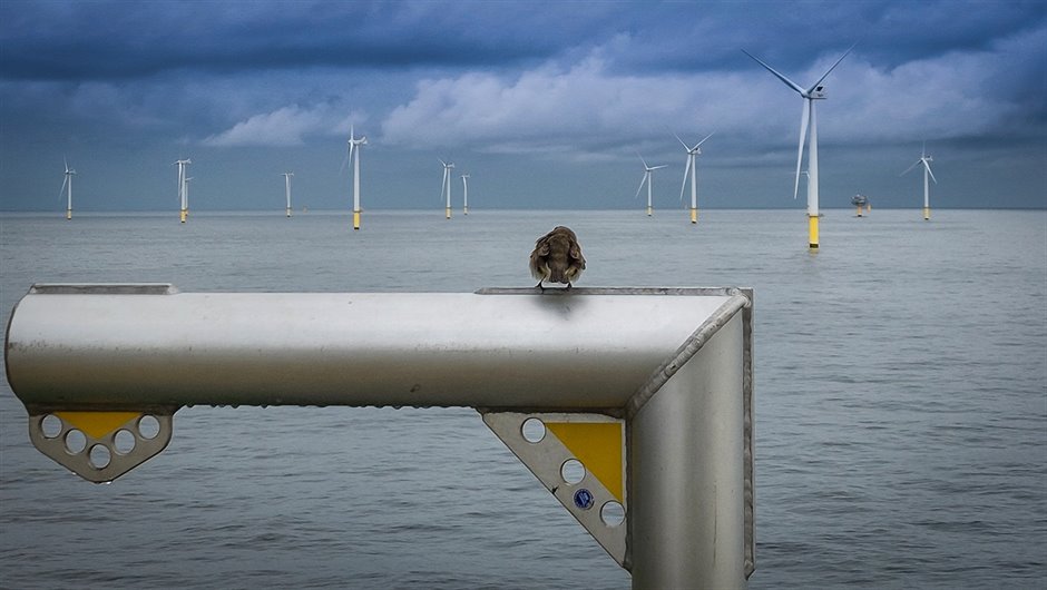 Vogel HKZ windpark- fotoCharlesWalker(Vattenfall)