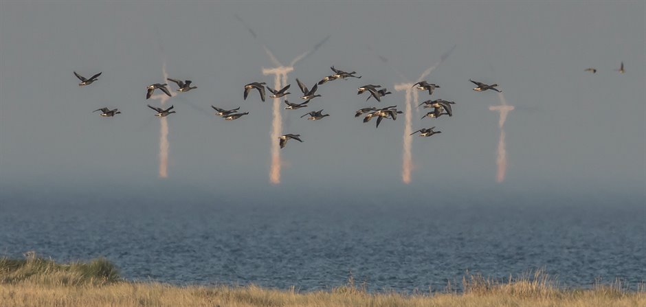 20191218 Windmolens en vogels