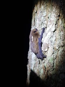 Gezenderde ruige dwergvleermuis 2