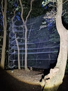 Vangopstelling vleermuizen