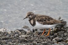 Steenloper-Henri_Zomer