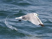 Drieteenmeeuw - Ricardo van Dijk