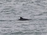 Bruinvis Oosterschelde